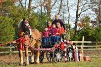 Holiday private photo session with Nadia's Hope Equine Rescue Horses